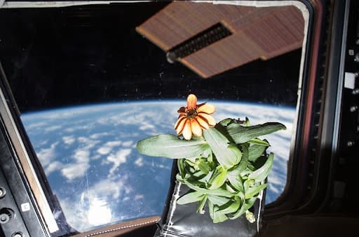 First Flower in Space token image