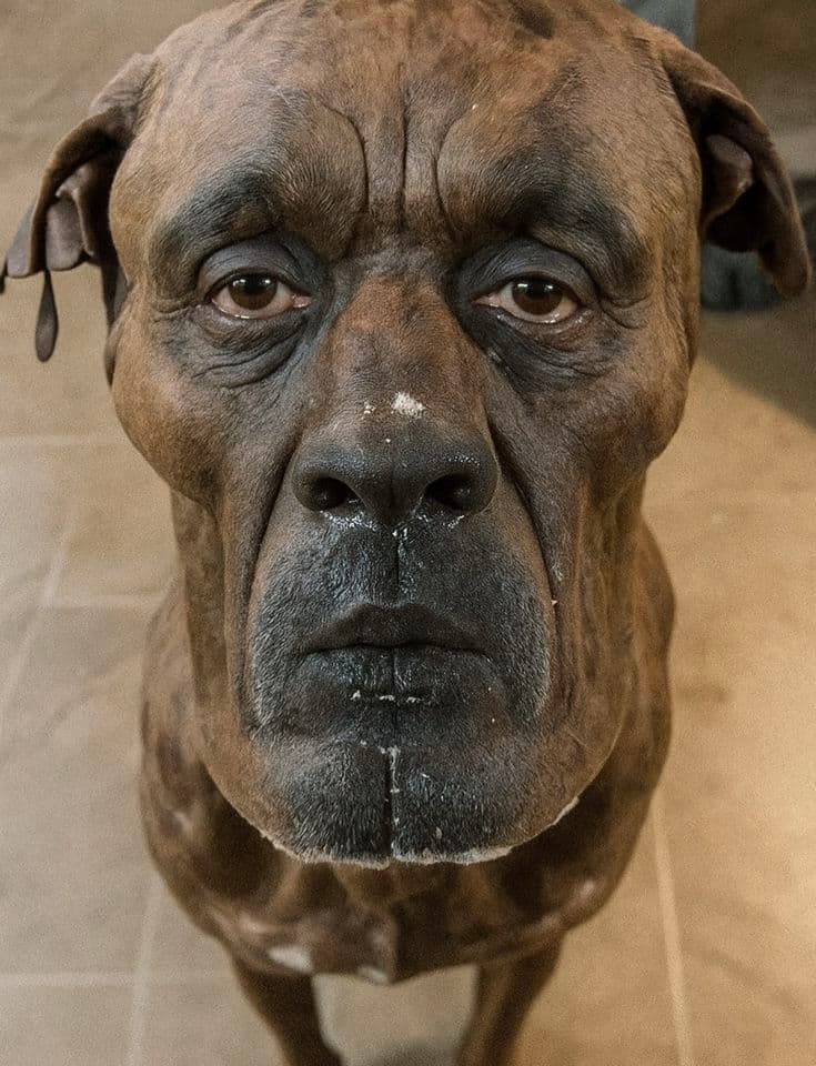 Face dog token image