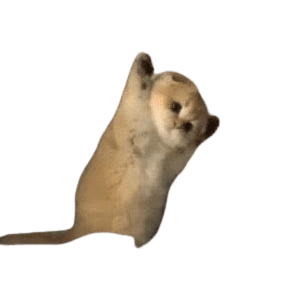 chaton token image