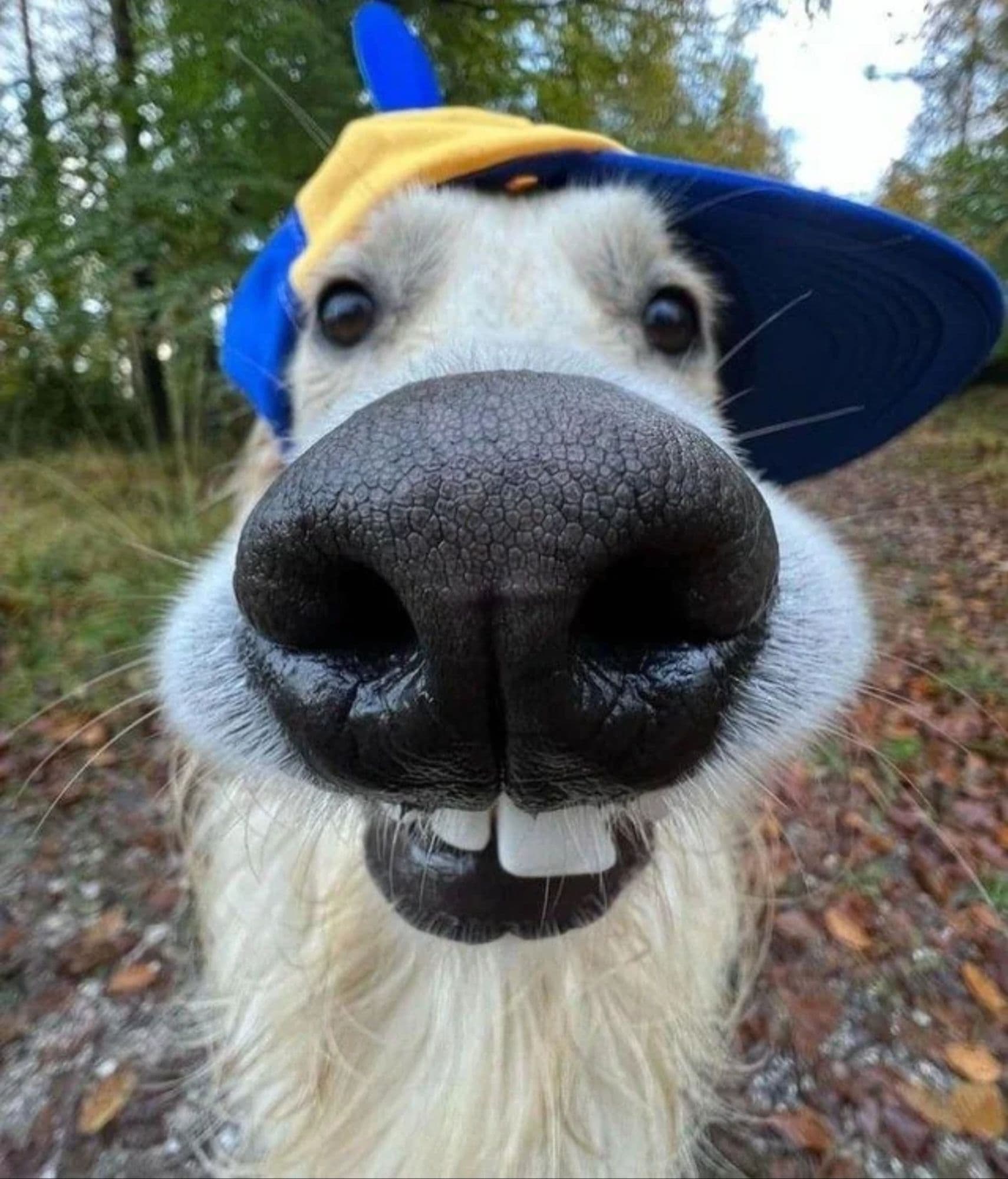 Dogclub token image