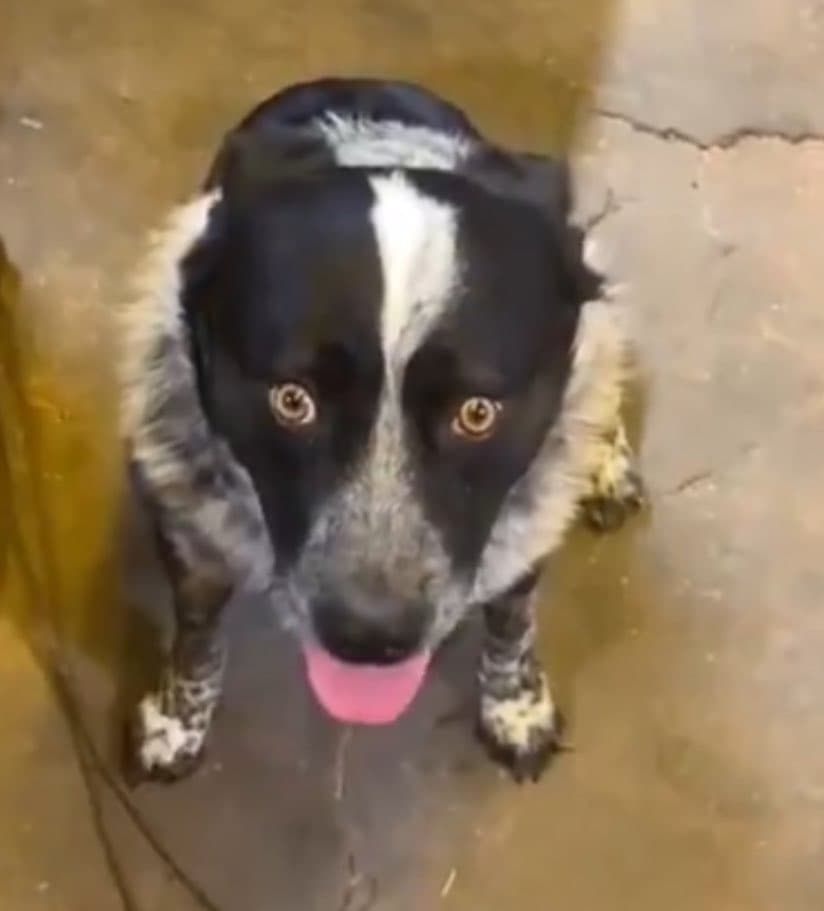 thirstydog token image