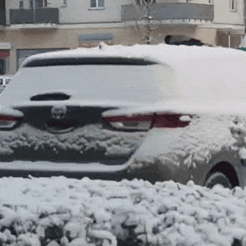 The Bird Rolls in The Snow token image
