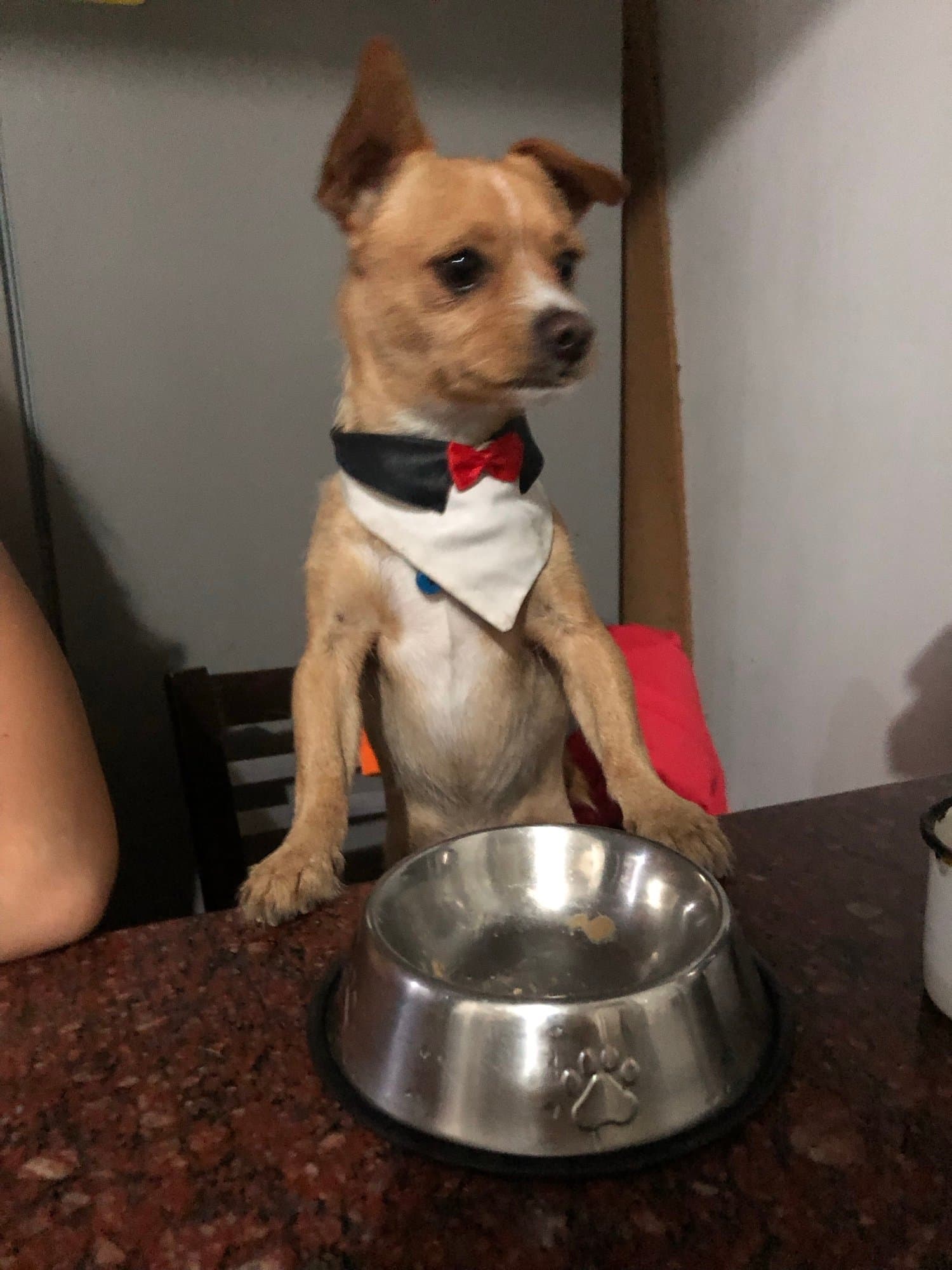 chihuahua with corbata token image
