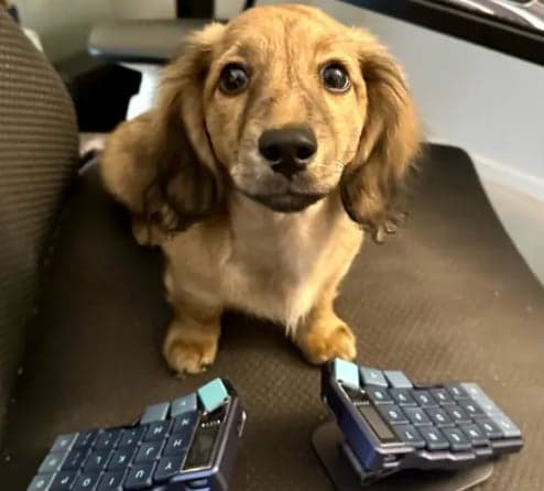FARCAST DOG token image