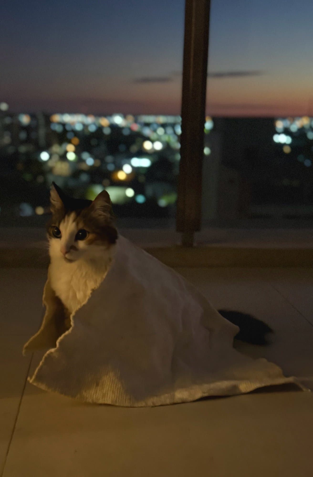 Feline Whispers token image