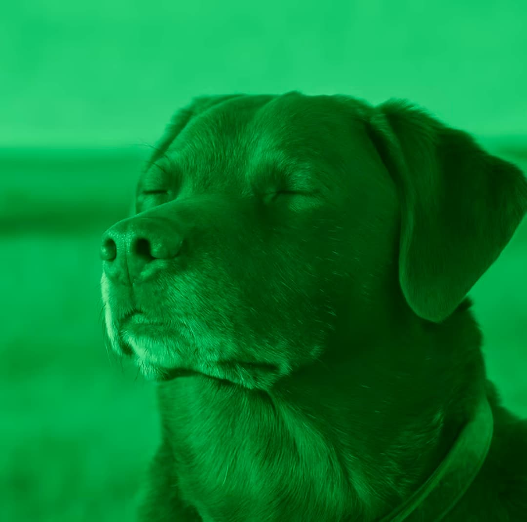 greendog token image