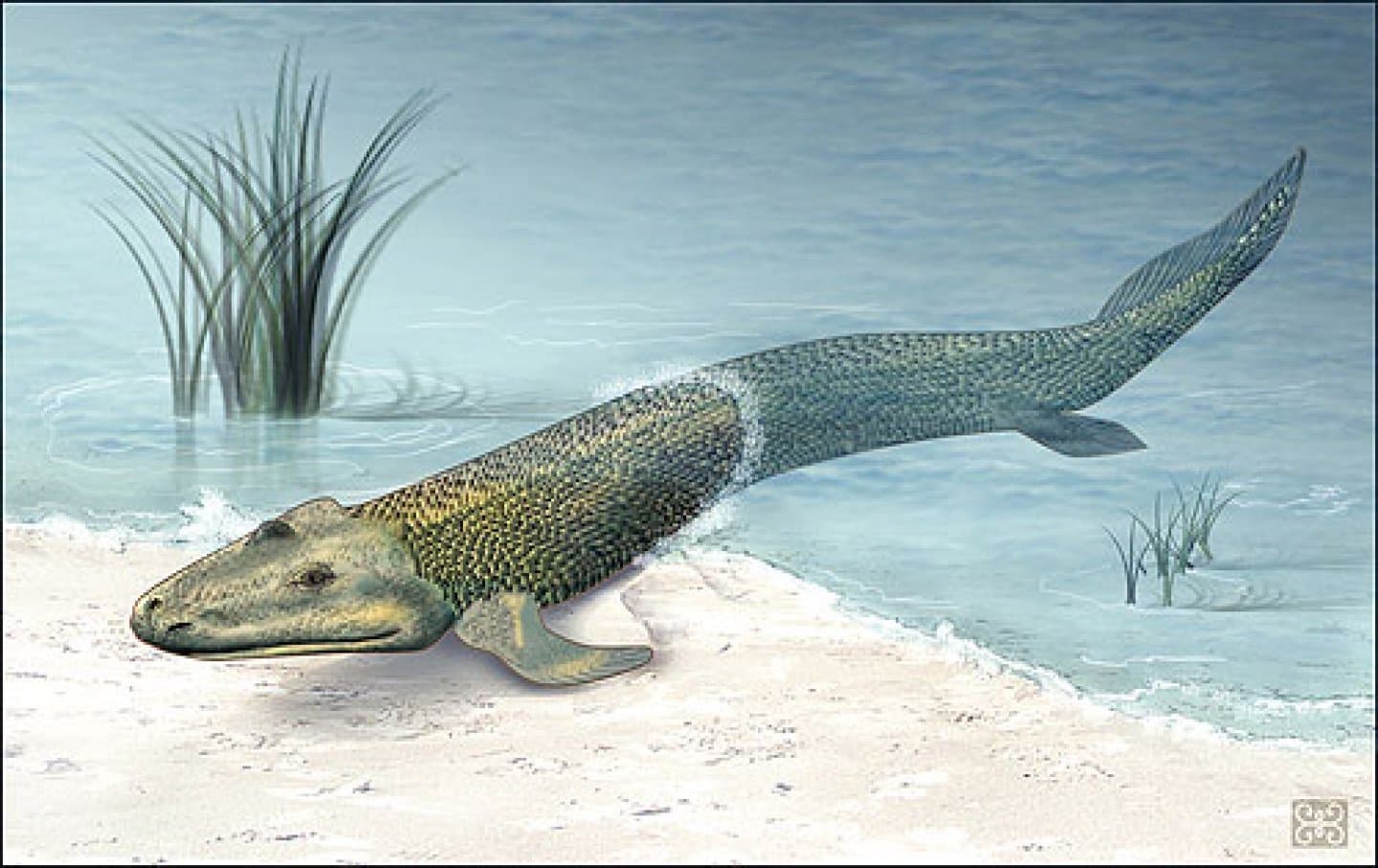 no swim token image