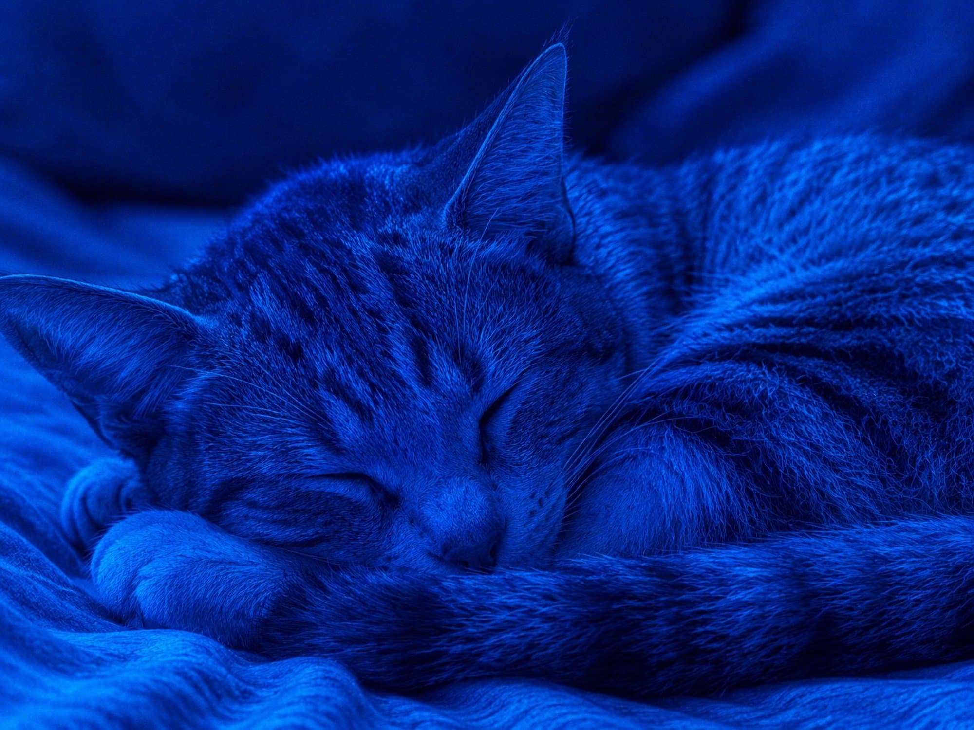the sleeping cat token image