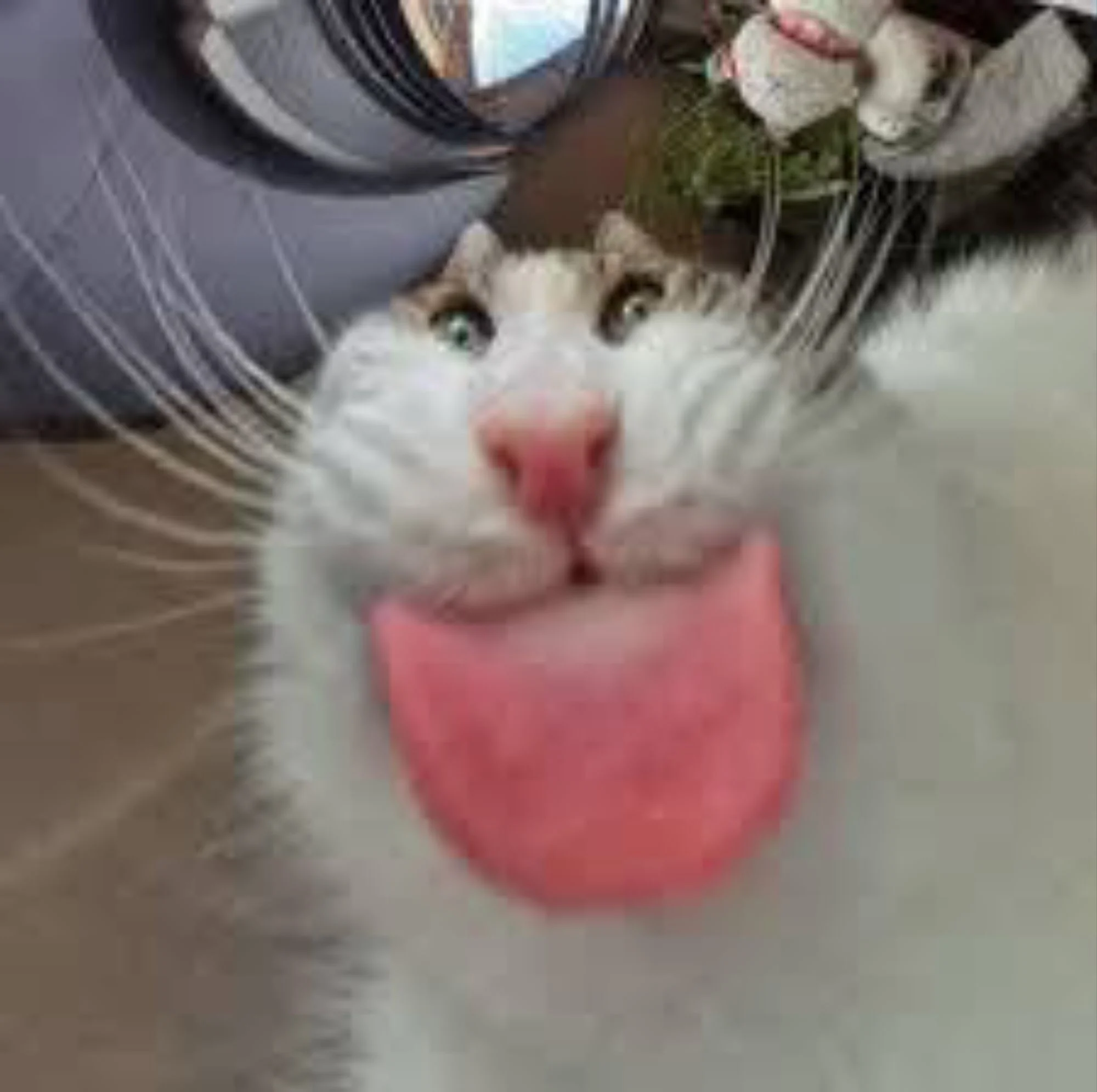 CAT MLEM MLEM token image
