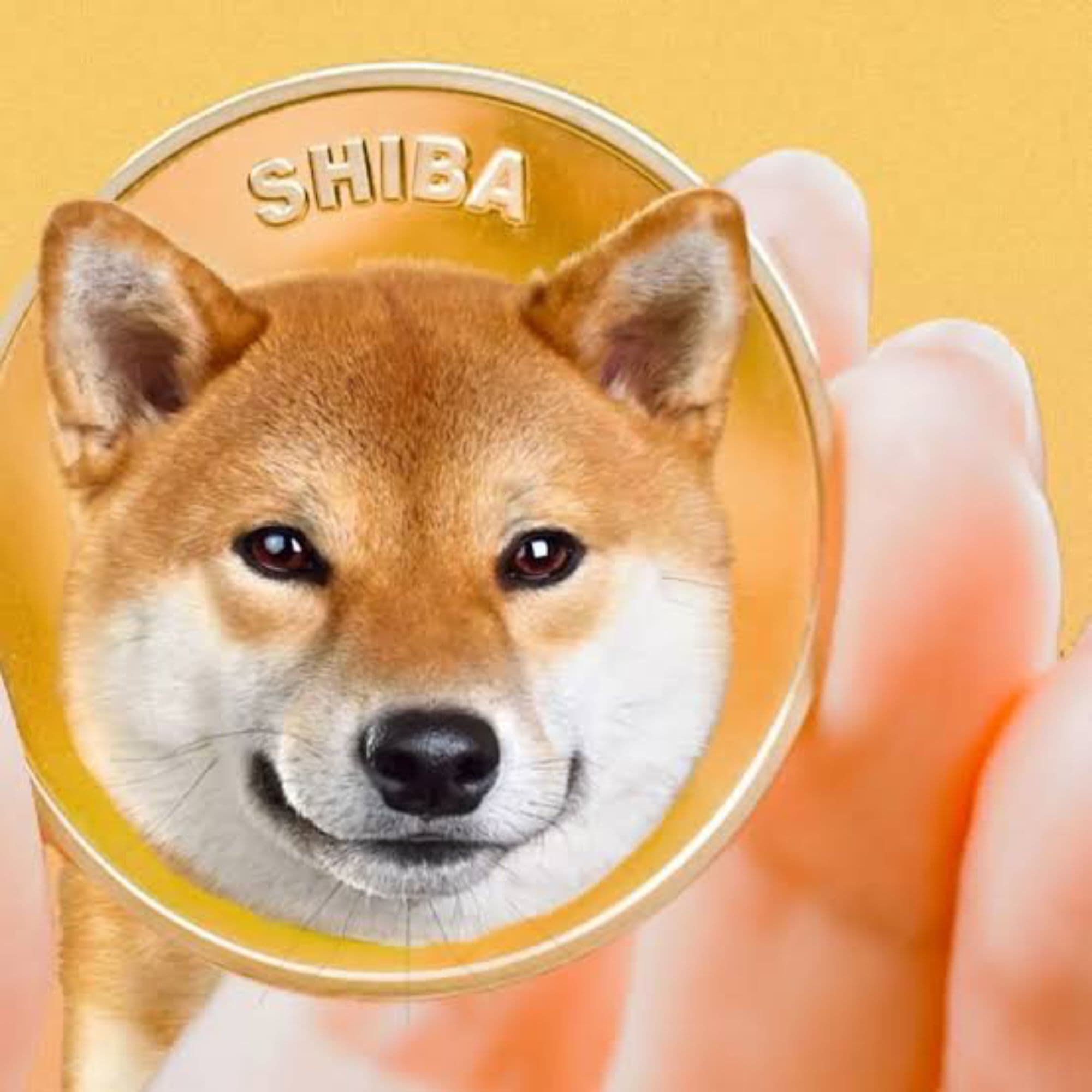 SHIBA BASE token image