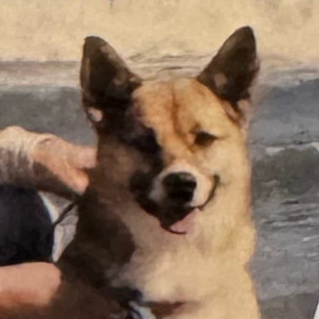 Name Gen - Doge's brother token image