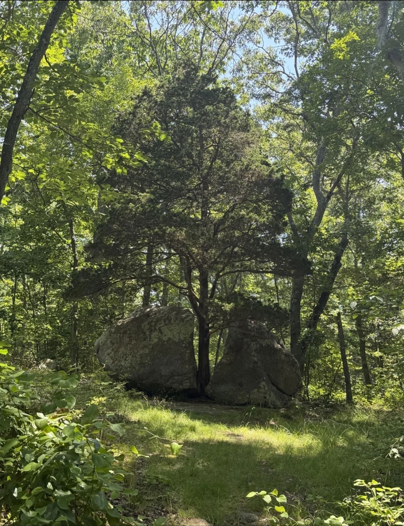 Tree token image