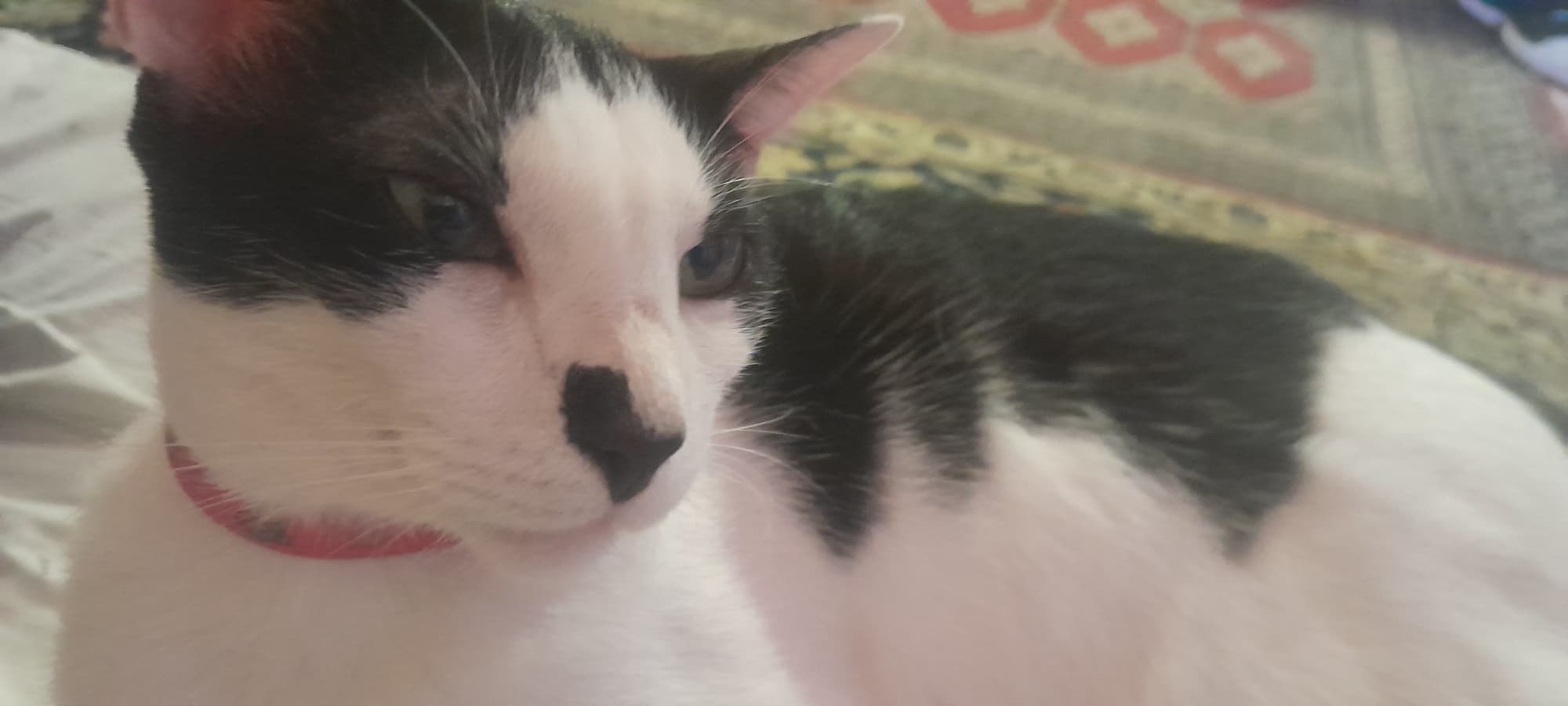 Gatinho Fofinho token image