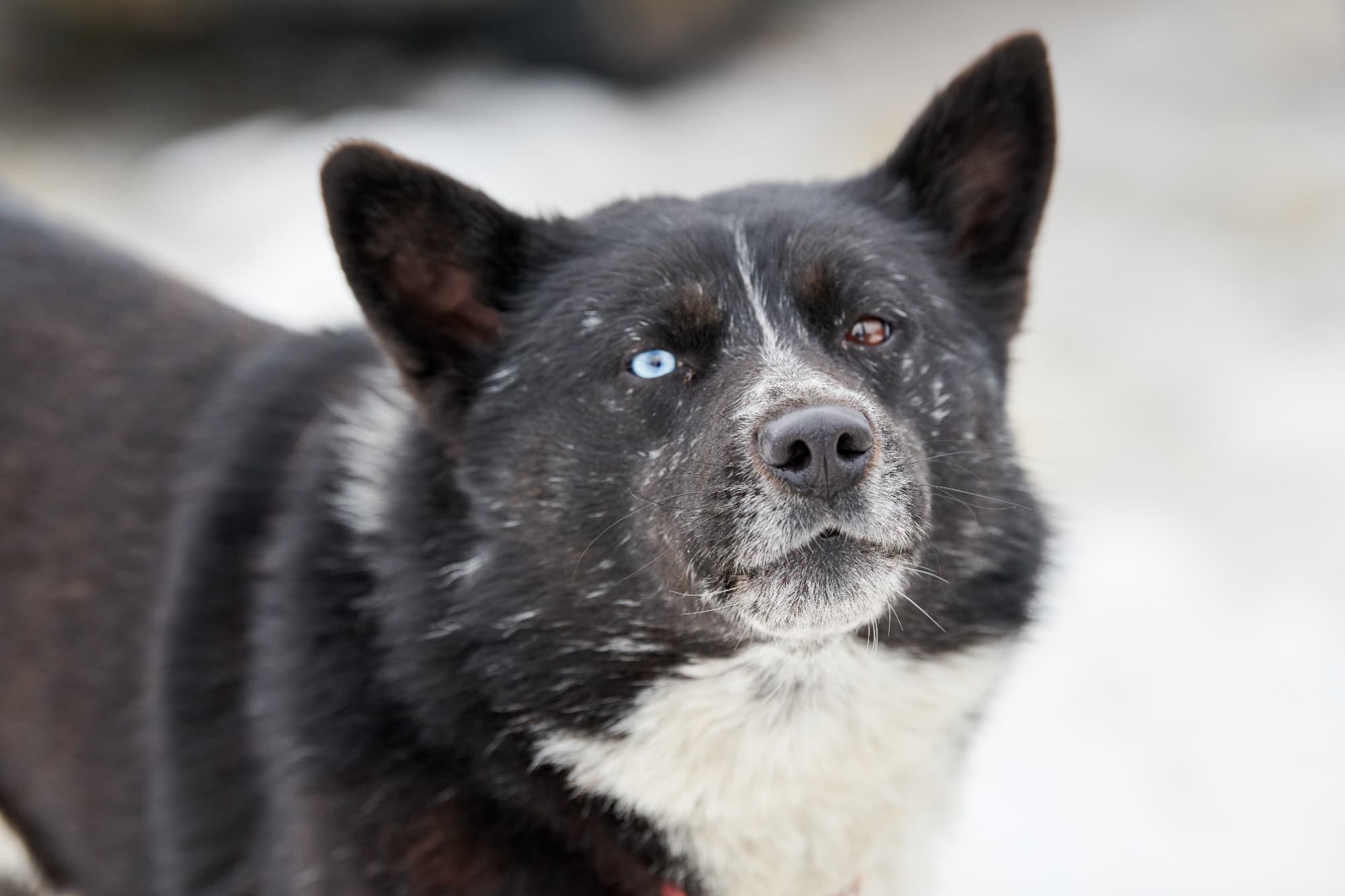 Eskimofo token image