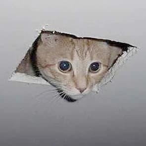 Ceiling Cat token image