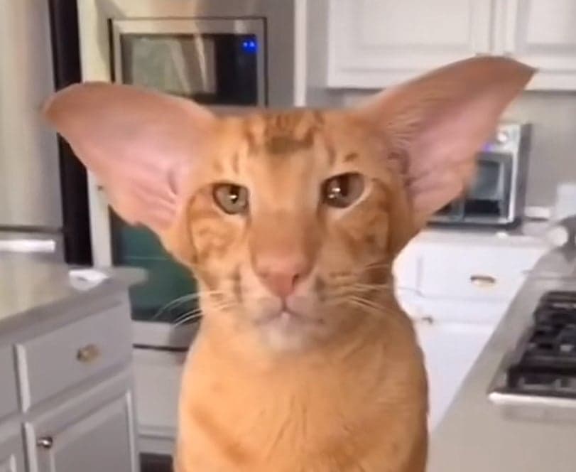 Clanker's Cat token image