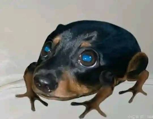 Droggie the dog frog token image