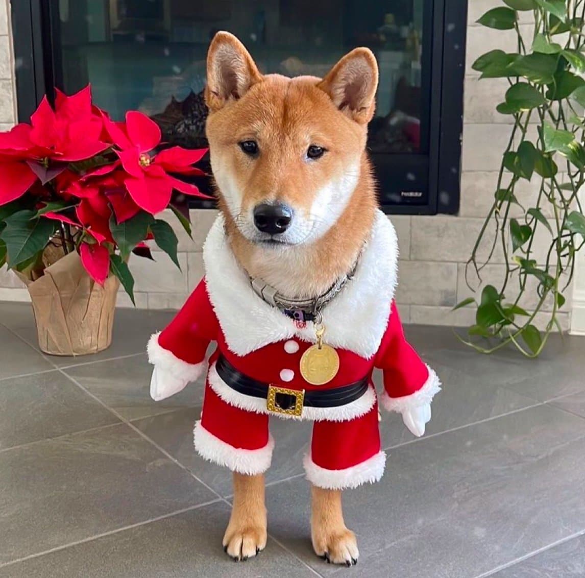 Elon Musk's Doge token image