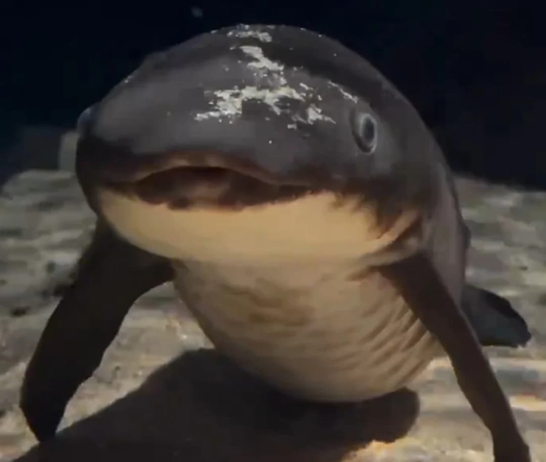 Just Gyaooo token image