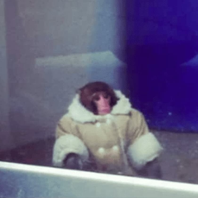 IKEA MONKEY token image