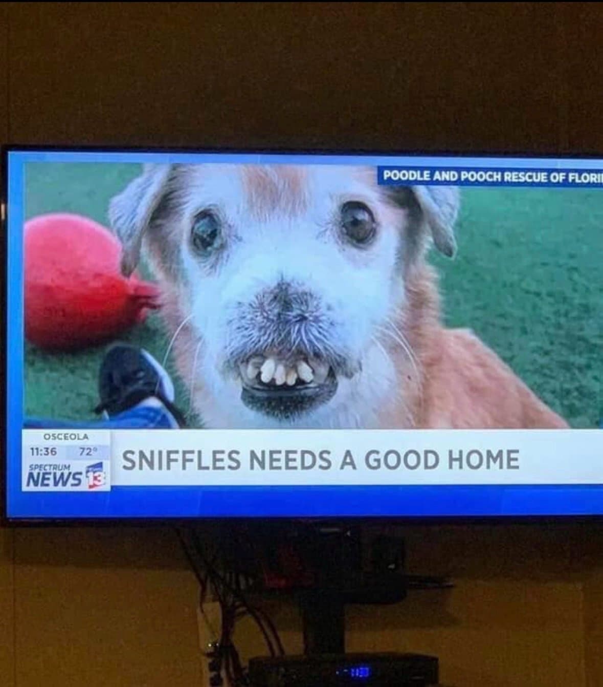 Sniffles token image