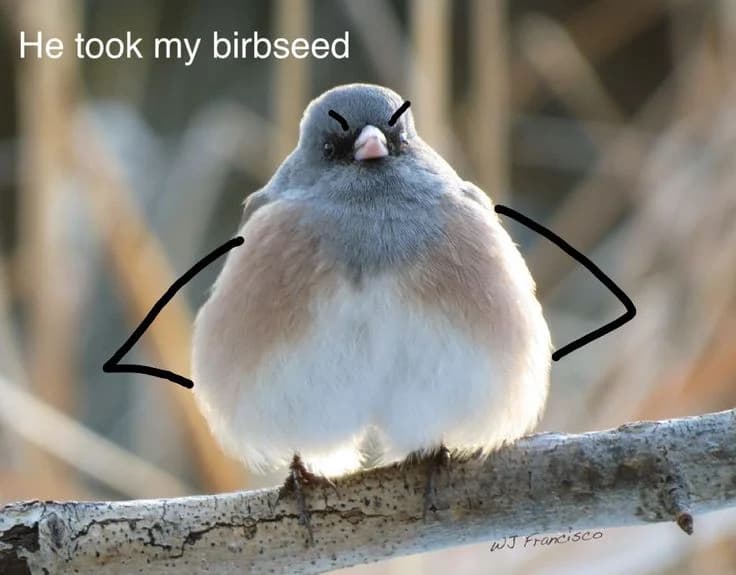 Birbseed token image