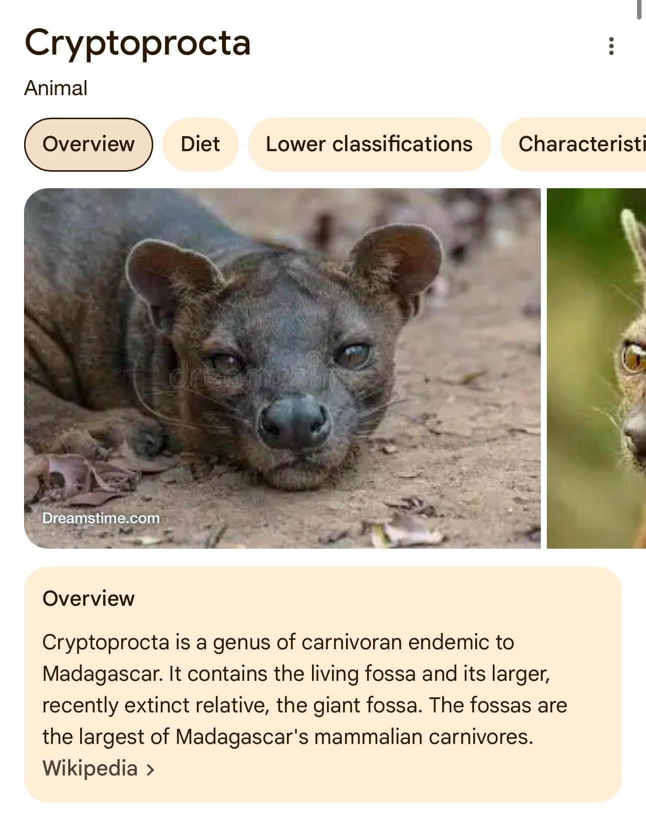 Cryptoprocta token image