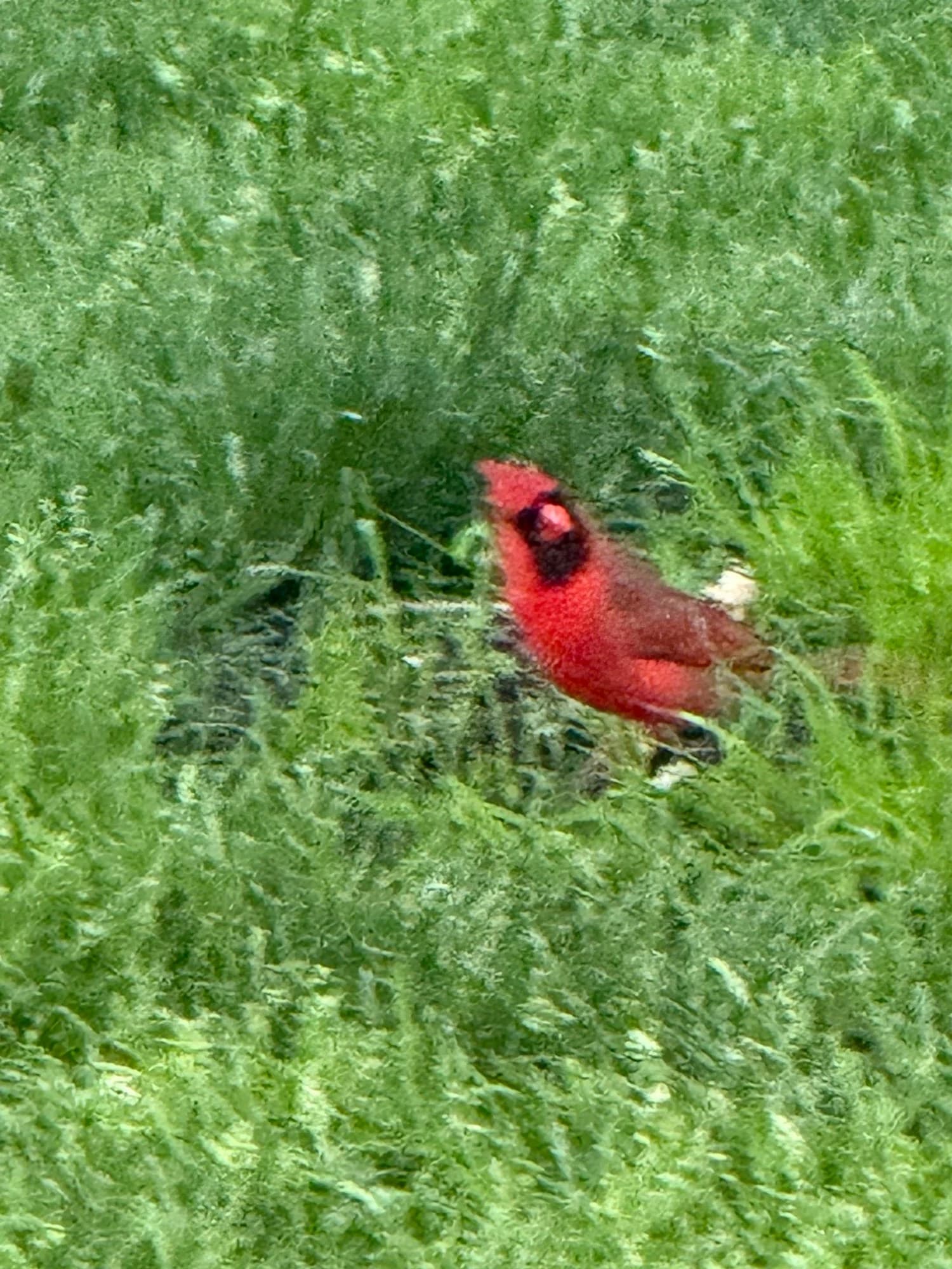 Cardinal token image