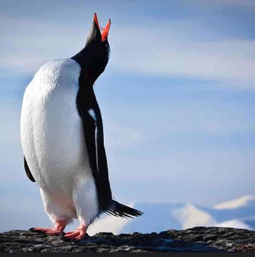 Stubborn Penguin token image