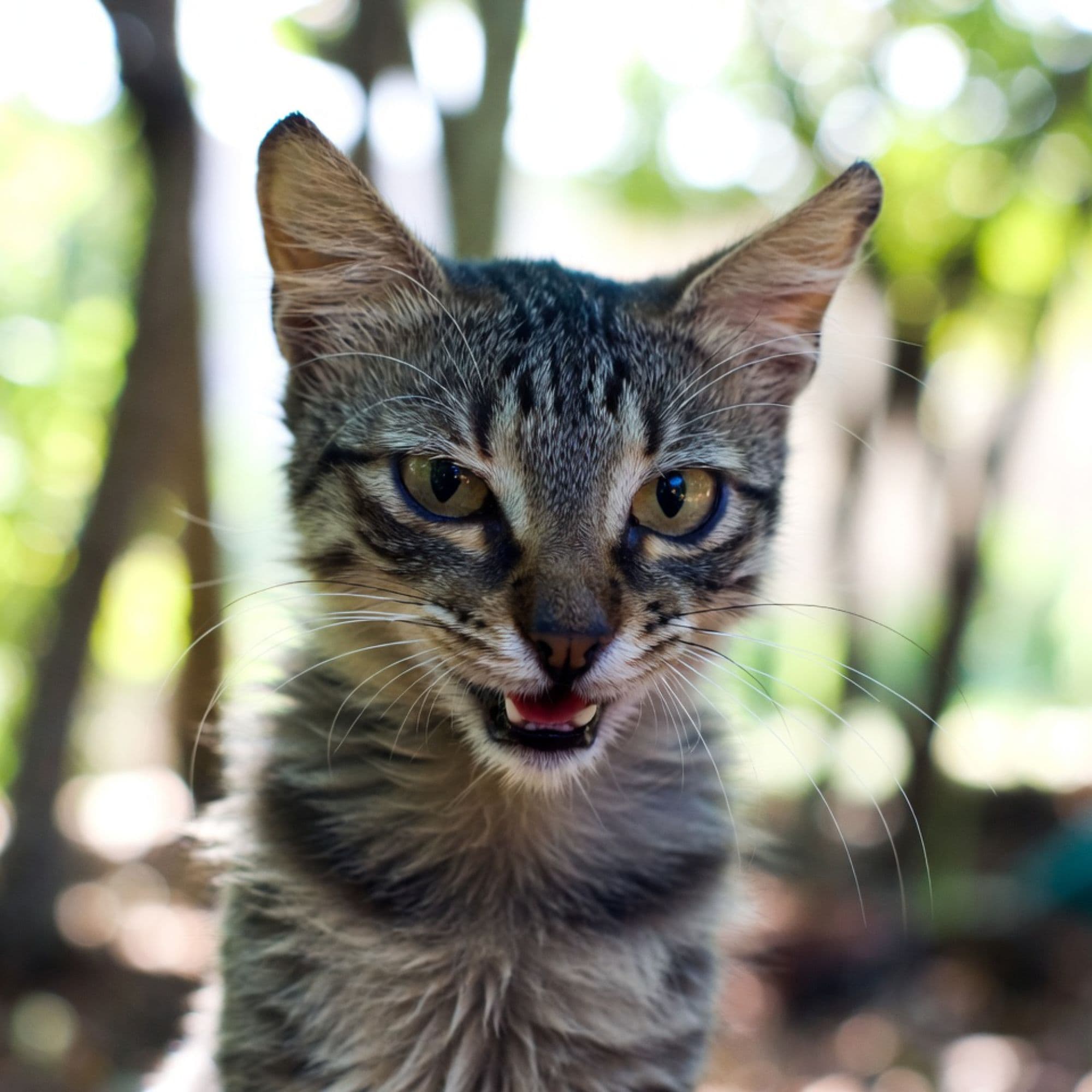 RAGE CAT token image