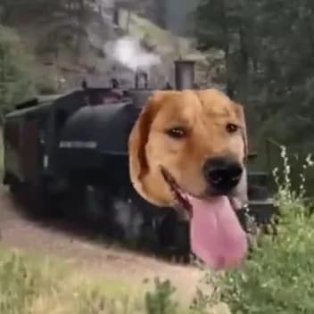 Train dog token image