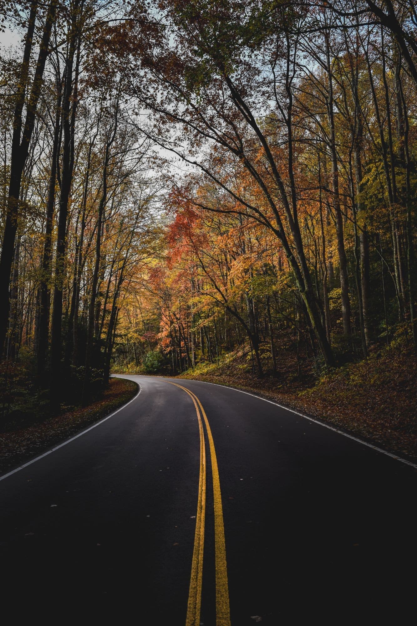 Autumn Road token image
