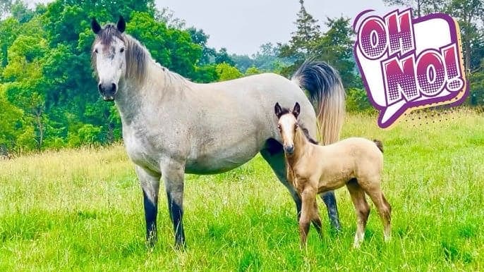 BabyHorse token image