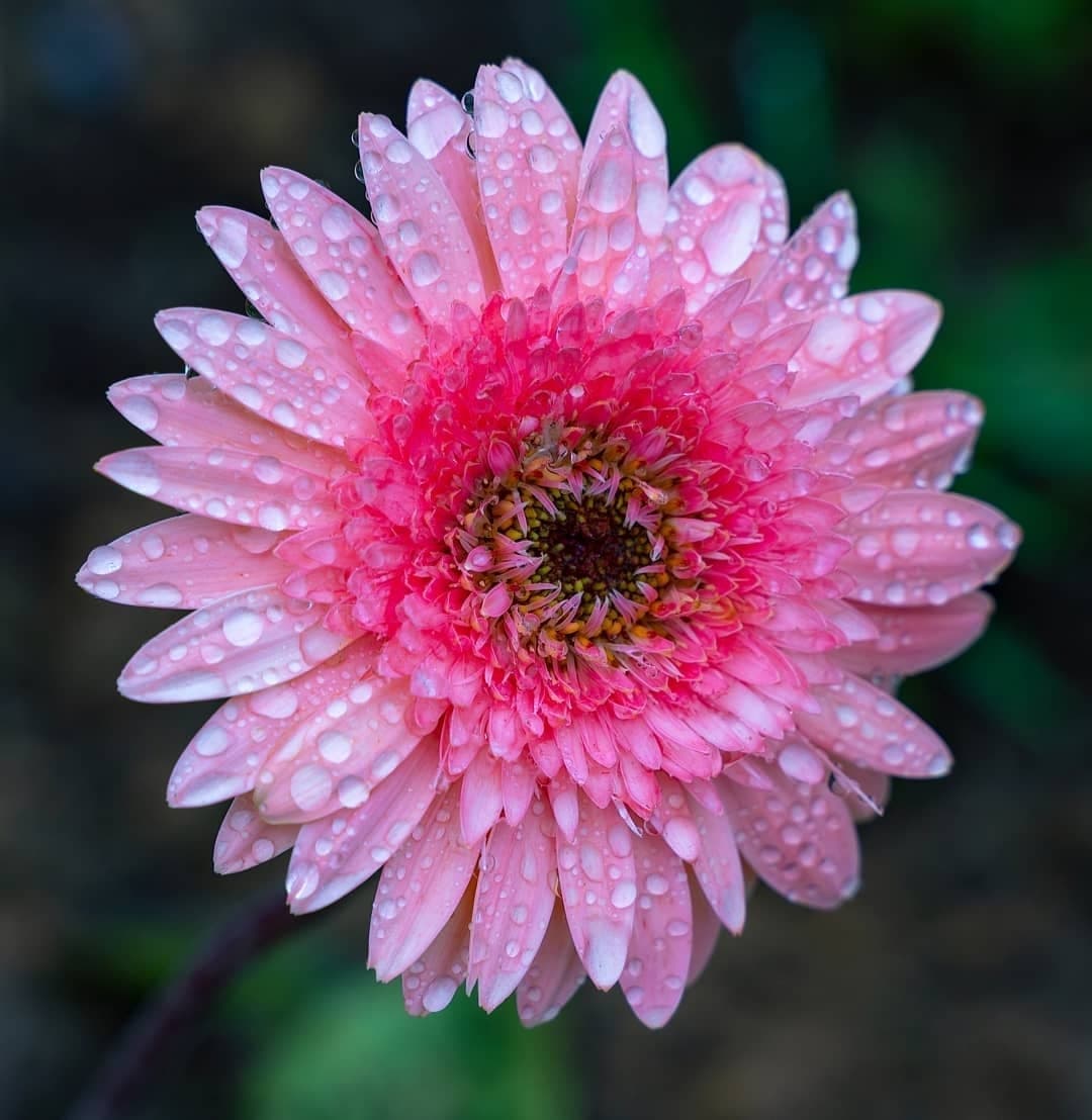 The yea followers token image