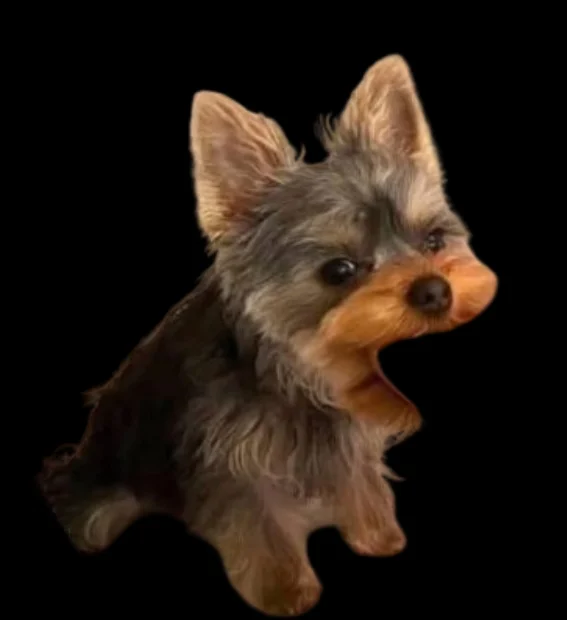 Pac Dog token image