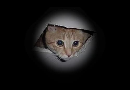 CeilingCat token image