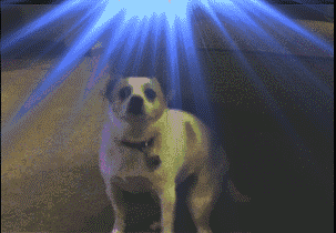 Disco Doge token image