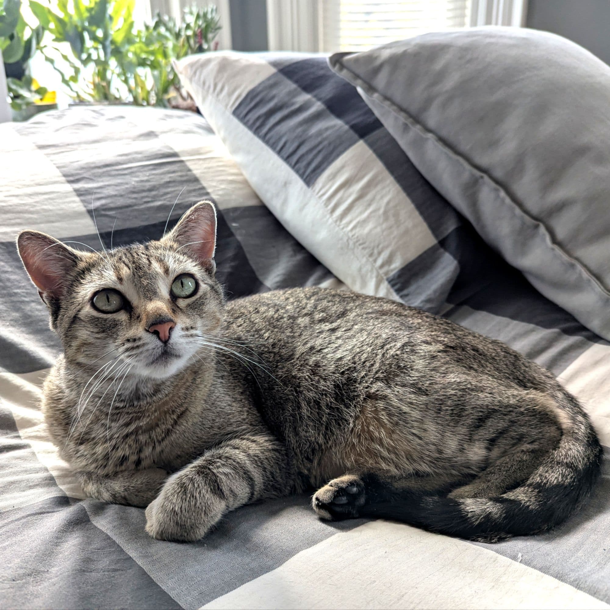 Scoop the Cat token image