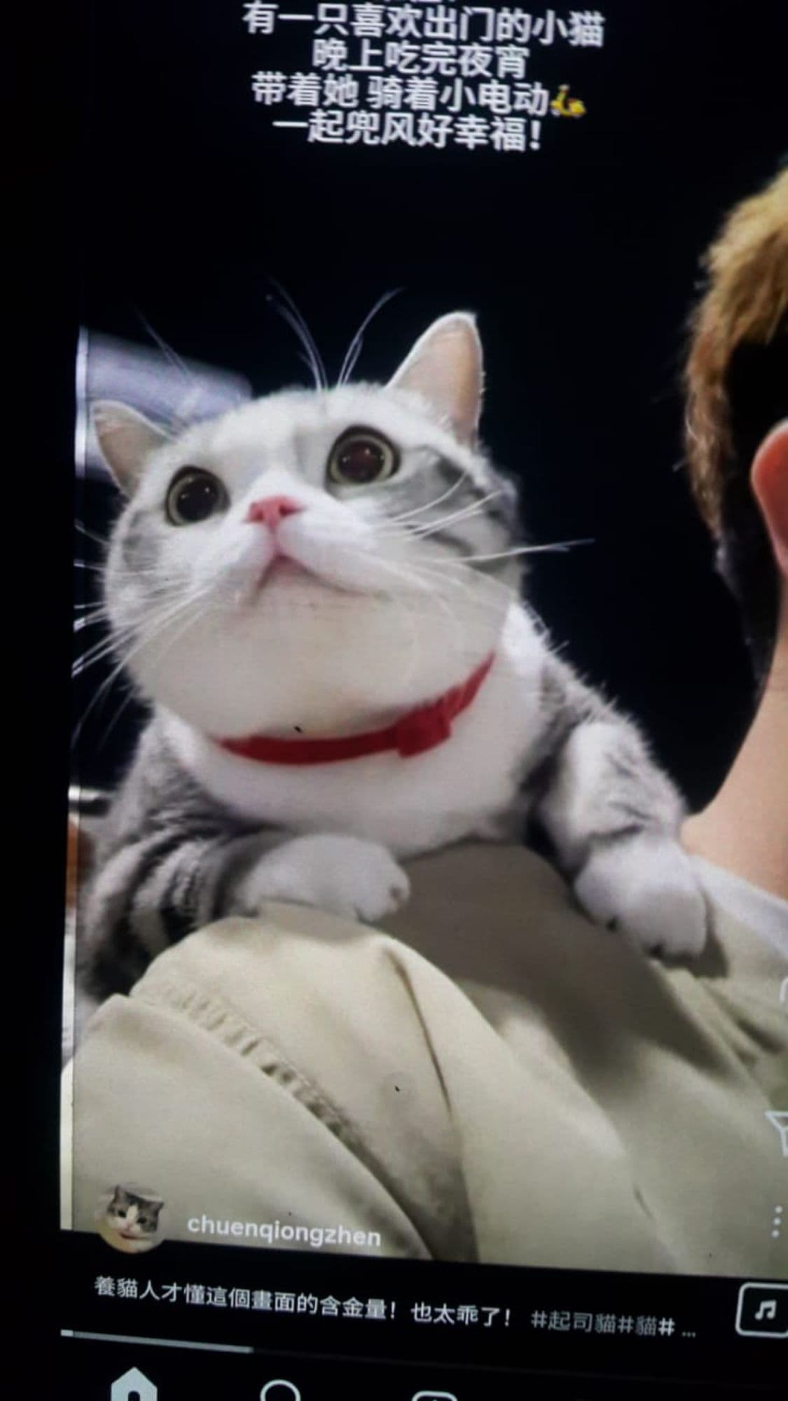 MOE CAT token image