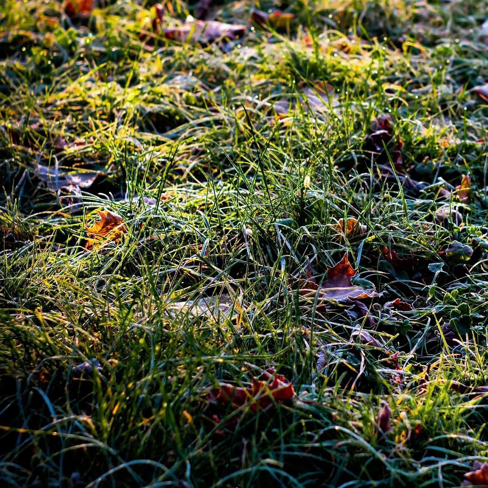 touchgrass token image