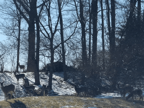 deer on hill token image
