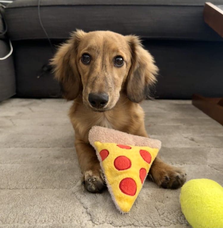PizzaDog  token image