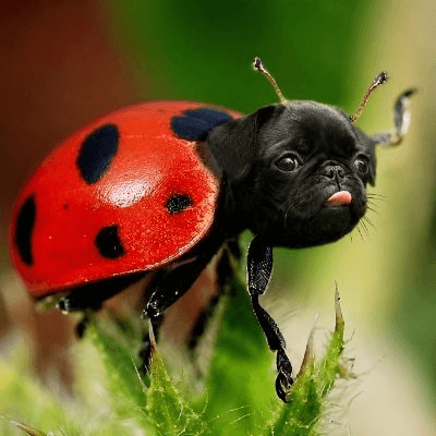 Ladypug token image