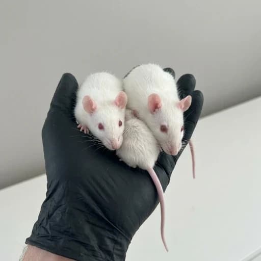Ratcade token image
