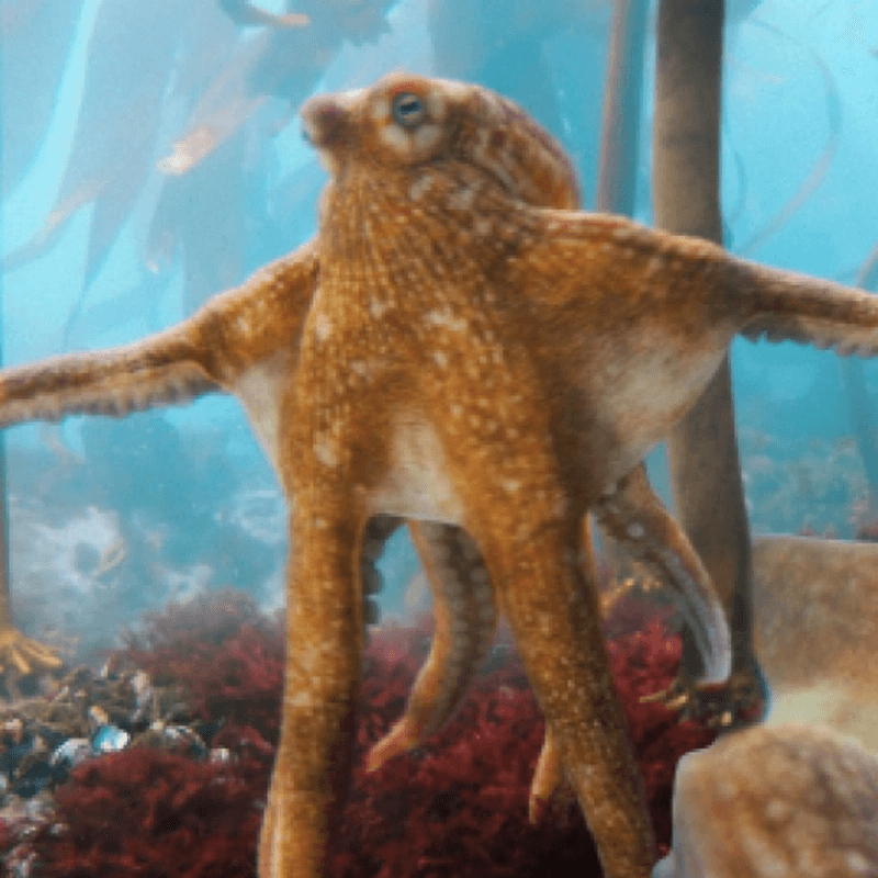 Okto The Octopus token image