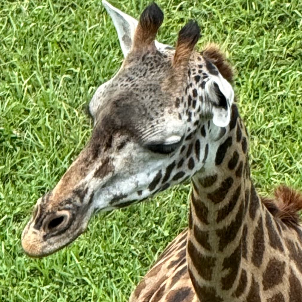 giraffe token image