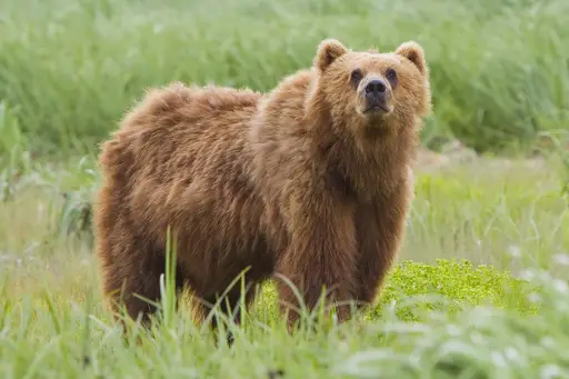 Bear token image