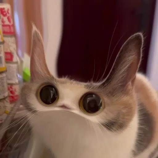 MEEP CAT token image