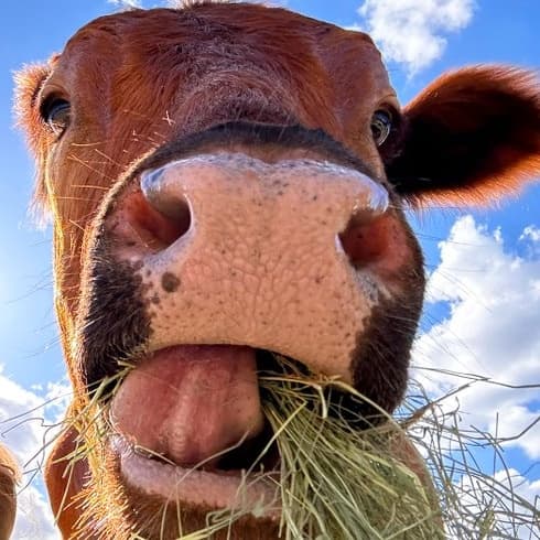 Winnie the Moo token image