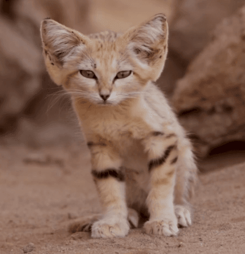 the sand cat token image
